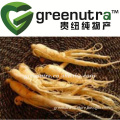 Panax ginseng 20% ginsenosides